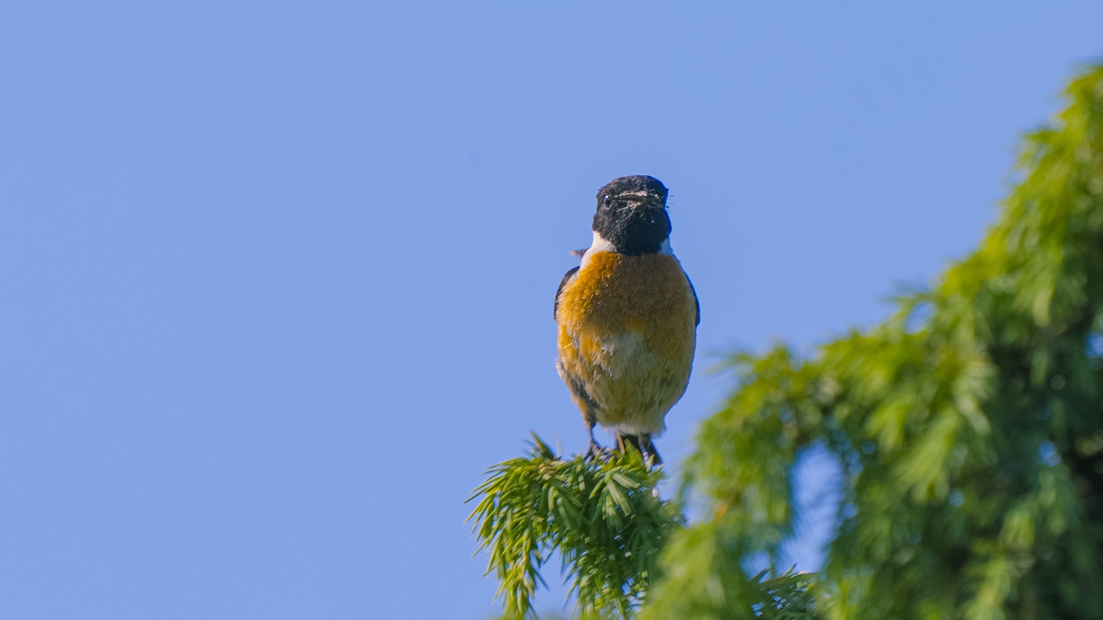 Roodborsttapuit — Juniper